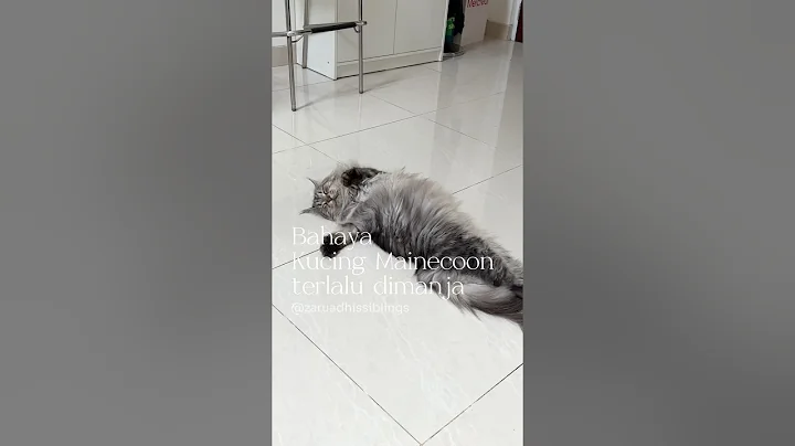Watch the video about Kucing mainecoon terlalu dimanja #kucingmanja #kucingmainecoon #mainecoon