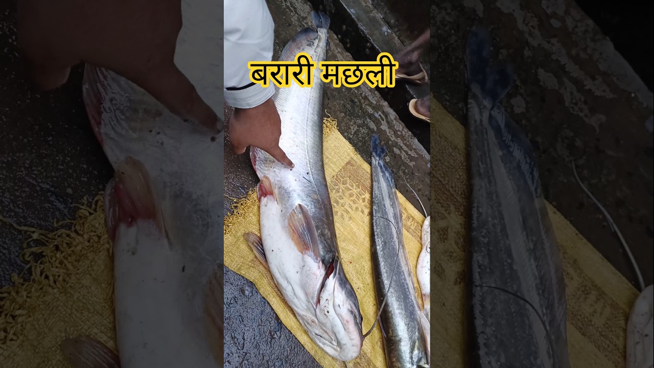 बरारी मछली मार्केट मे आसानी से मिल जाती हैं इसे खाने से आपकी आंख की रौशनी बढ़ेगी | River Fish