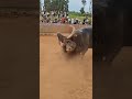 world Dangerous Bull Fight part7 || #olympics #sports #bull  #bullfighting #redbull #shorts #reels
