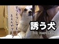手で「ねぇねぇ」と誘惑して飼い主の仕事をやめさせるコーギー犬のハクcorgi temptation