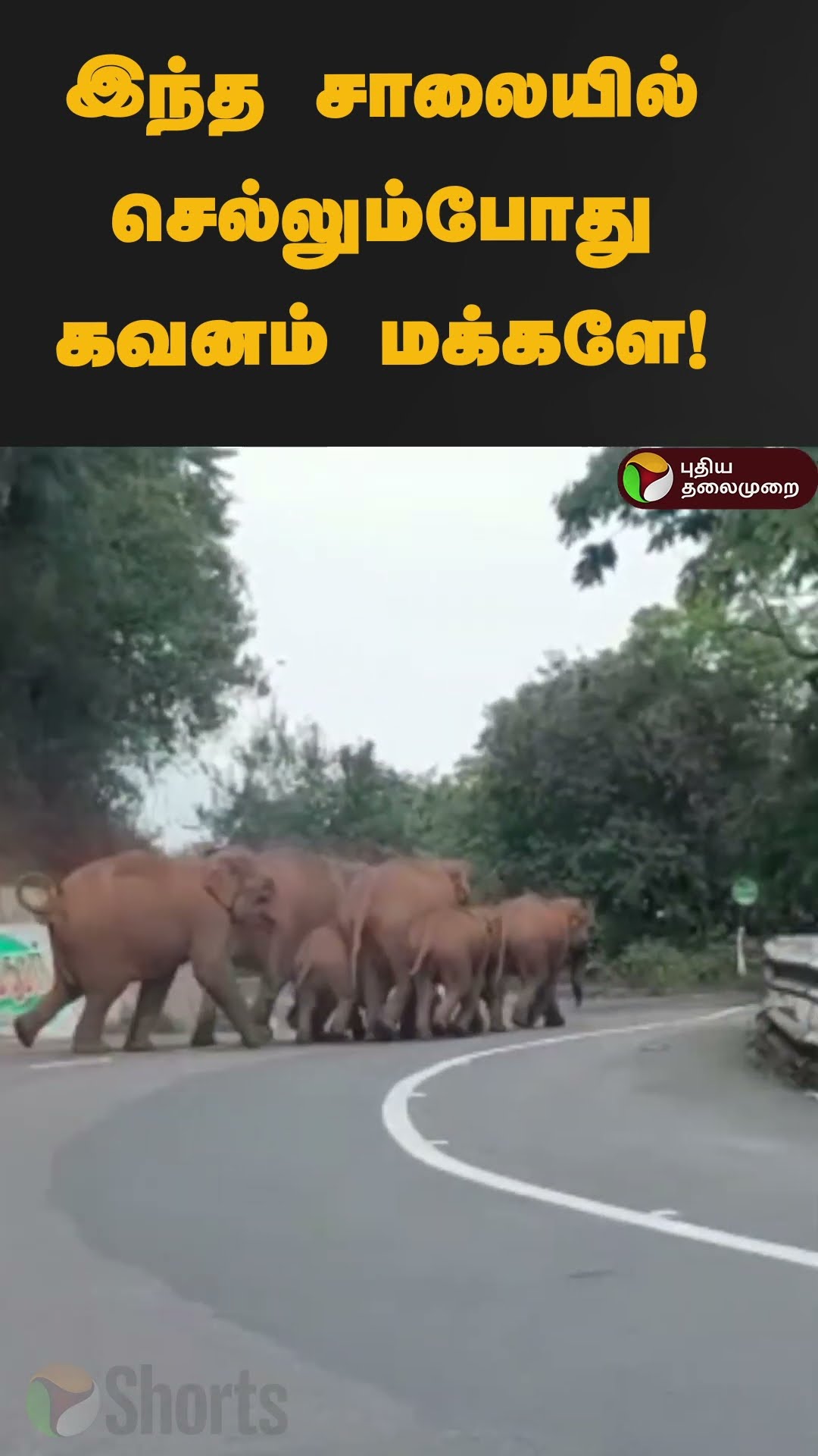 இந்த சாலையில் செல்லும்போது கவனம் மக்களே! | #shorts | #elephant | #mettupalayam