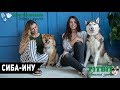 Собаки в нашей жизни: Интервью #7 (Сиба-Ину - характер, уход и воспитание)