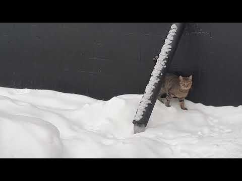 Кшися и Белка возмущенно требуют курочку и влажный корм!😸 14.12.23