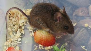 Vole - Mouse  Comparison