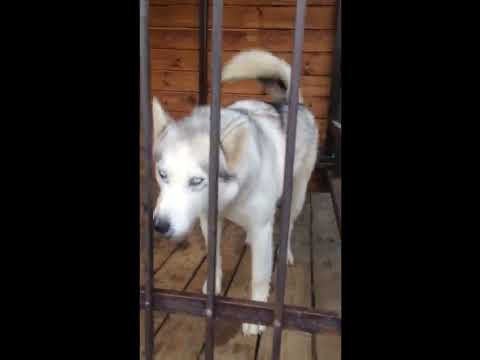 Цветы, огород (часть 2)
