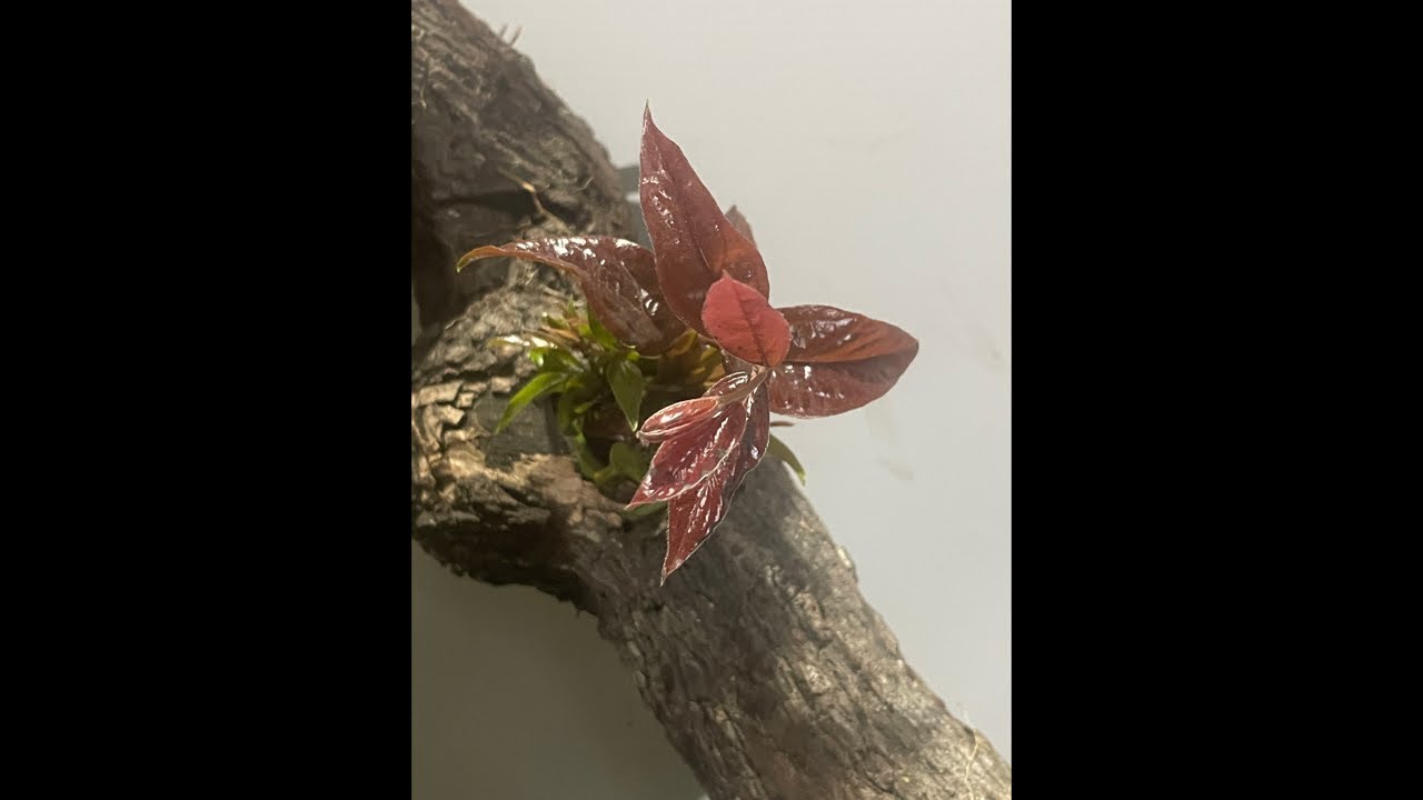 Linh Hải:muội hồng,vật tư,phân thuốc cho hoa Lan…0969569678