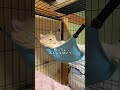 人、入ってる？ハンモックの乗り方が人間すぎる猫| #スコティッシュフォールド#猫のいる暮らし#猫動画#猫好きさんと繋がりたい#シヴァ王