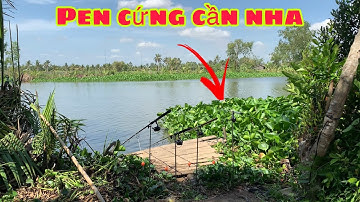 Câu Cá Tra Sông | Bãi Huyền Thoại 1 Cục Mồi Đầu Tiên Lụm Luôn Con Hugo | Fishing Miền Tây