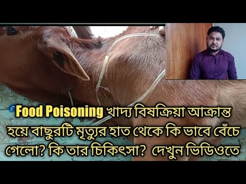 ভিডিও: খাদ্য বিষক্রিয়া: কার্যকর চিকিৎসা