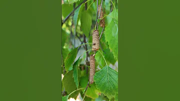 Birch Nuts 