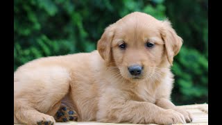 Golden Retriever Puppies for Sale