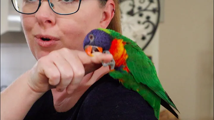 So You Think You Want a Lorikeet?!!!