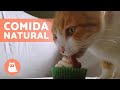 RECEITAS PARA PETS: cachorros e gatos