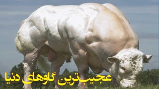 ده تا از گاوهای عجیبی که باور نمی کنید وجود داشته باشند!