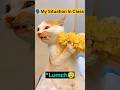 My Situation In School😵‍💫🤯 #cat #cats #catvideos #relatable #funny