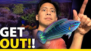 Why/How I'm catching my Melanurus Wrasse! (CAUGHT!) by Inappropriate Reefer 17,429 views 2 months ago 17 minutes