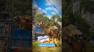 Qurbani 2026 Ki Tayari 🔥 Beautiful Cow Bull Camel &amp; Goat