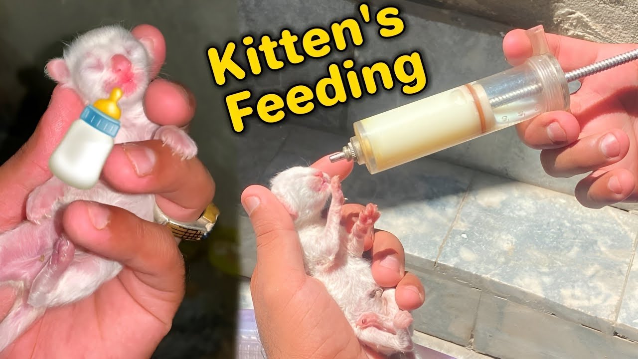 Kitten's Feeding In Mini Zoo | Sad News 😔