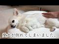 【緊急】歯茎も真っ白!愛犬が突然倒れてしまいました。