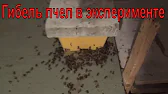 Белорусское Пчеловодство Belarusian Beekeeping