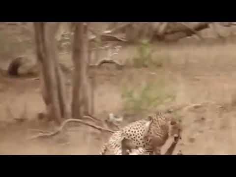 Leopard vs Big Python Snake Real Fight - Leopard Wild Big Battle - Most ...