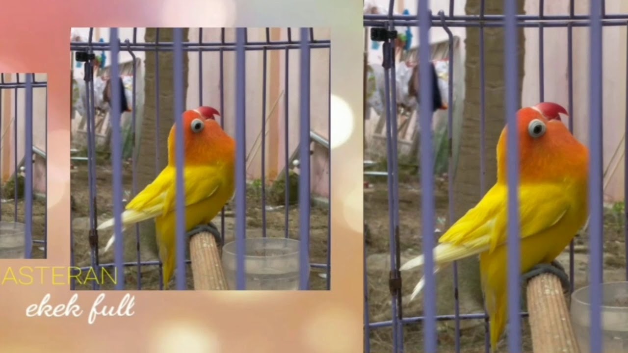 Suara lovebird bocor juara nasinonal 