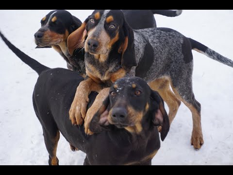 beautiful-bluetick-coonhounds-and-black-&-tan-coonhound-available