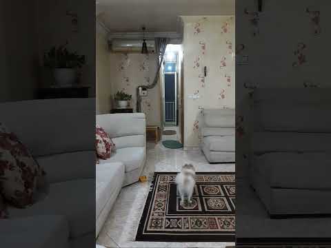 خپل دلخوره بیرون نبردمش چیکار میکنه خره     
