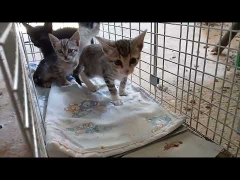 Miracle! We rescued 5 abandoned kittens and this is their new home