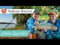 СПОРТИВНЫЙ МАКУШАТНИК и СОМ НА КВОК. Какая она, рыбалка на Дунае? Рыбное место.