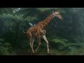 Jungle Animals 