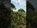 The unknown memories of trees #shorts #funny #podcast #forest #biology #tree
