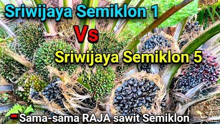Varietas Sawit Sriwijaya Semiklon 1 Dan Sriwijaya Semiklon 5