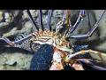 🐟️Diving under the sea to catch eels, crabs and sea cucumbers | Part 265-1