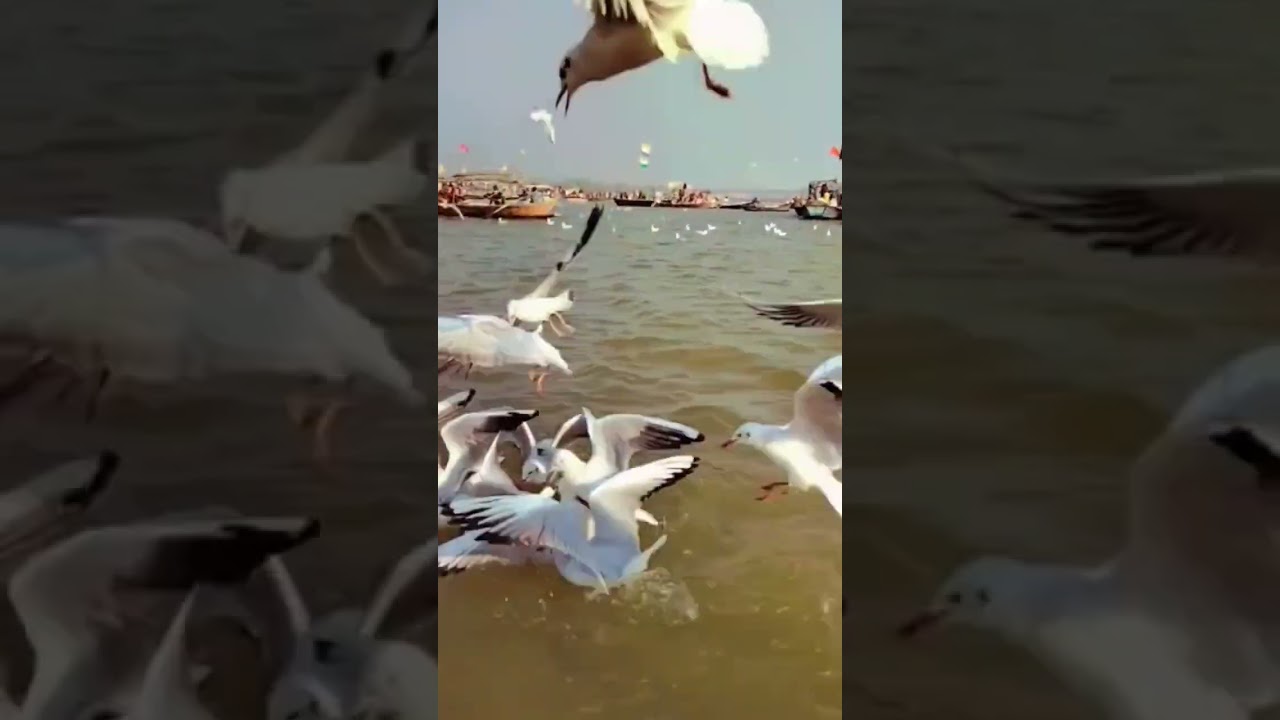 boating in piyagraj whatsapp status