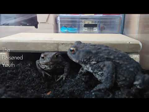 Frog Commentary 1(re-upload)
