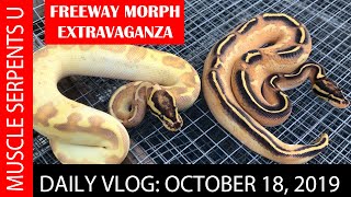 MARDI GRAS-FREEWAY COMBOS FROM 2019! October 18, 2019