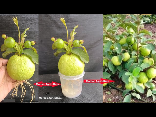 Best techniques: Growing Guava tree with Aloe Vera In a water bottle For Growing Faster 100% Success class=