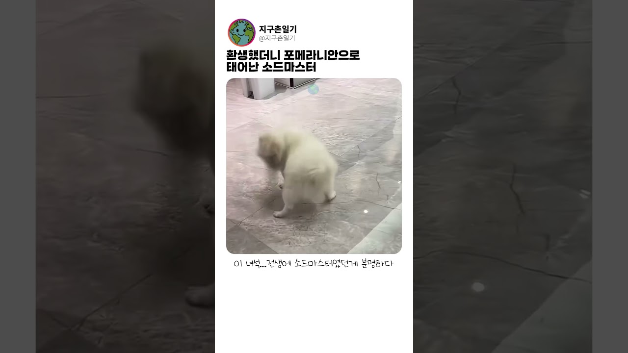 안락사 대상 유기견 입양png