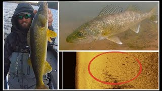 Most EFFECTIVE Way To Find and Catch Fall Walleyes