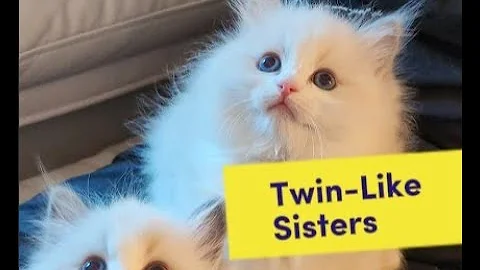 Video 10483951: ragdollkittens cat kitten