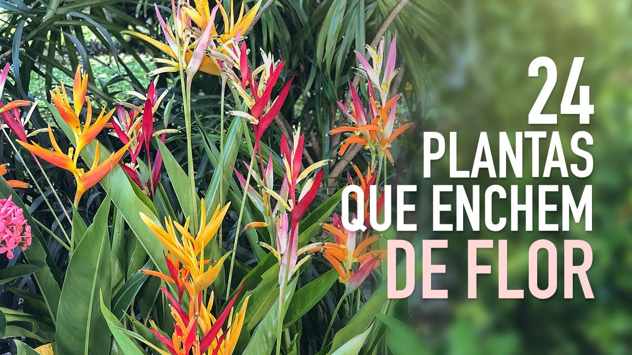 24 PLANTAS de MUITA FLOR pra ter no JARDIM - thptnganamst.edu.vn