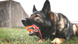 Din Hund Som Tjenestehund? Din Hund Som Tjenestehund?