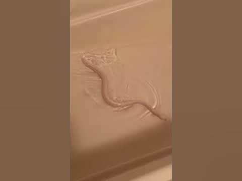 Ball python swimming - YouTube