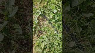 Saving a spider #music #hero #homestead