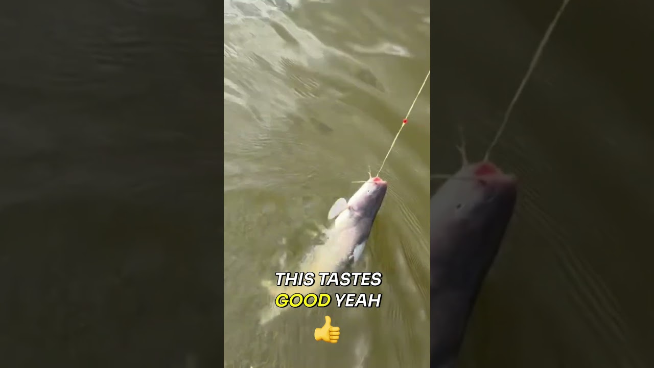 Blue Catfish & Black Drum Battle