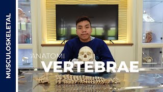 Anatomi Vertebrae