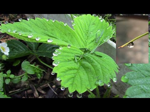 Видео: Условия для гуттации растений: когда возникает гуттация и вредна ли она