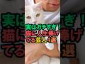 実はガチすぎ!猫に人生捧げてる芸人4選 #雑学 #お笑い芸人 #芸人