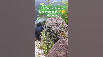 Do Plants Breathe Like Humans? 🌱🤔 #Shorts #plantsbreaths #naturewonders #photosynthesis